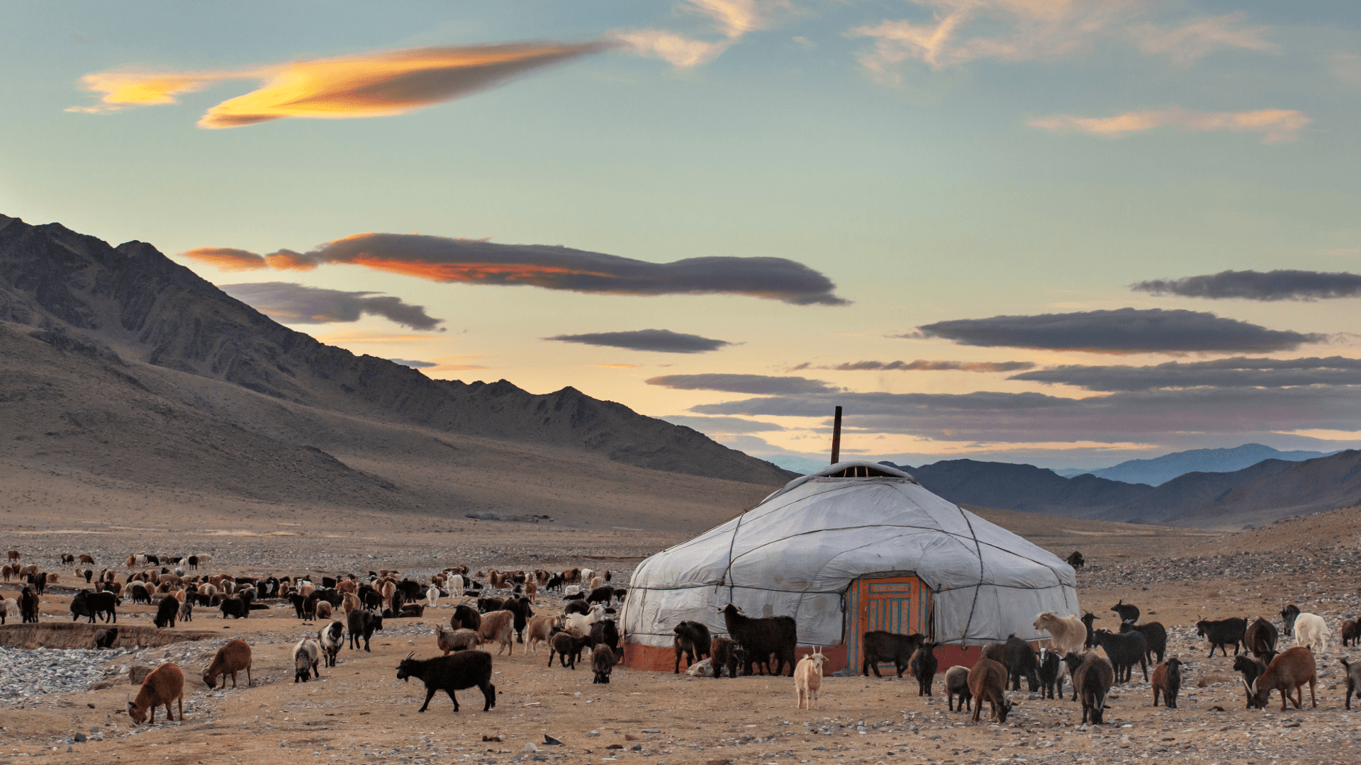 Jurte in der mongolischen Berglandschaft mit Ziegenherde bei Sonnenuntergang