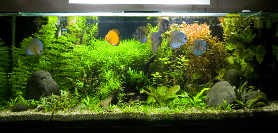 Voll bepflanztes Aquarium mit Diskusfischen – Vorbereitung auf sicheren Umzug mit Aquarium