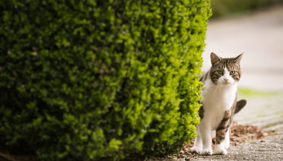 Freigängerkatze erkundet neue Umgebung nach Umzug – Tipps für sicheres Ankommen beim Umzug mit Katzen