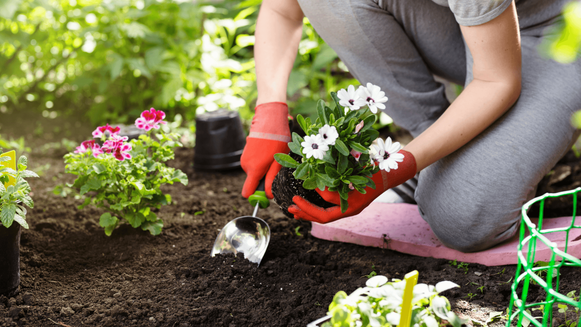 Frau pflanzt weiße Blumen im Garten – Garten- und Landschaftsgestaltung nach dem Umzug leicht gemacht