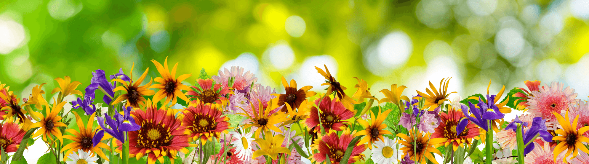 Bunte Blumen im Sonnenschein – Inspiration für Garten- und Landschaftsgestaltung nach dem Umzug.