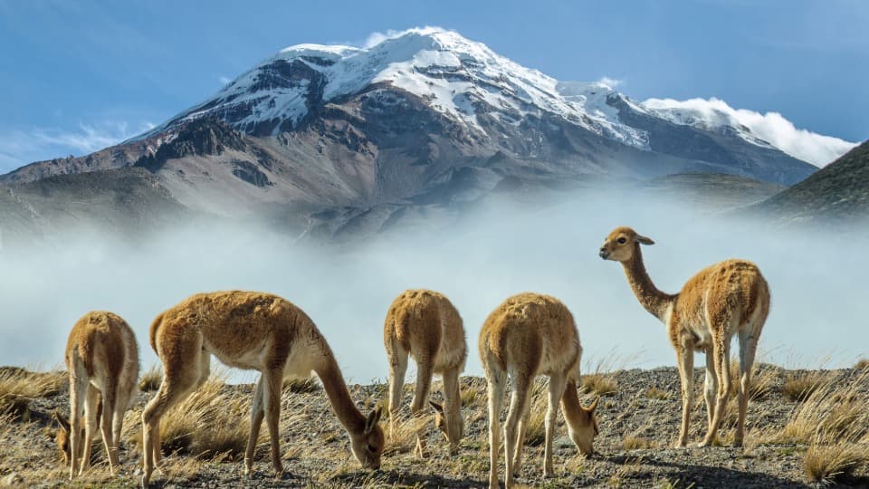 Lamas grasen in im ecuadorianischen Hochland in den Anden