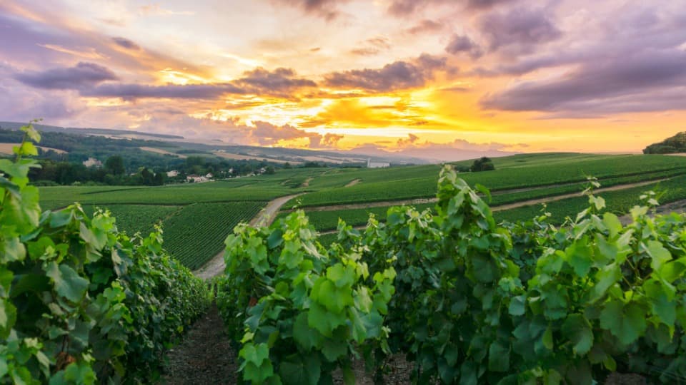 Landschaft mit Bäumen und Feldern in Luxemburg bei Sonnenuntergang