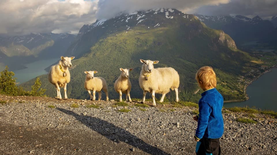 Kind blickt auf vier Schafe vor spektakulärer norwegischer Fjordkulisse mit Bergen – verkörpert das typische Lebensgefühl des Friluftsliv.