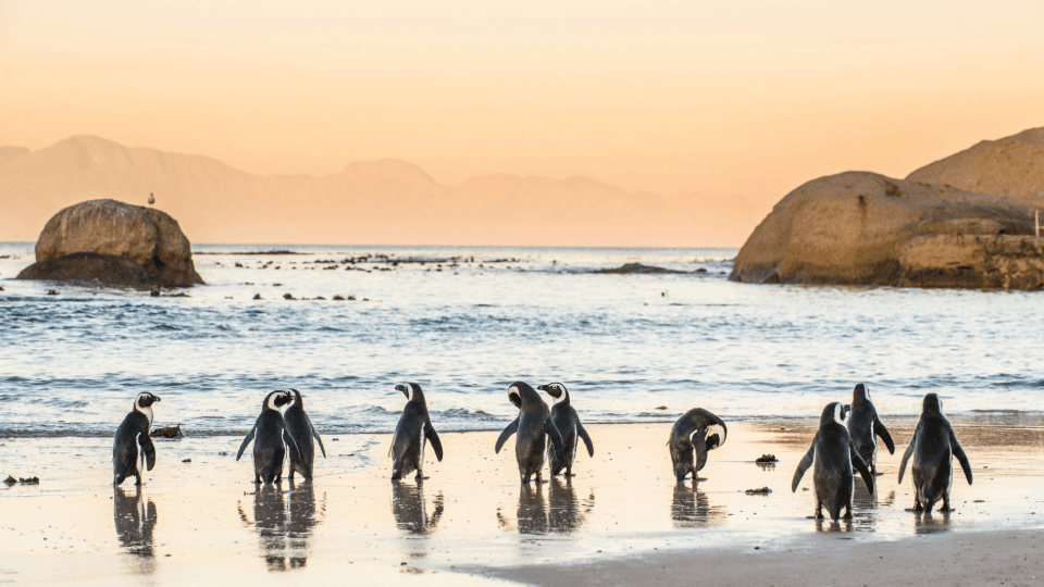 Pinguine an der Küste in Südafrika
