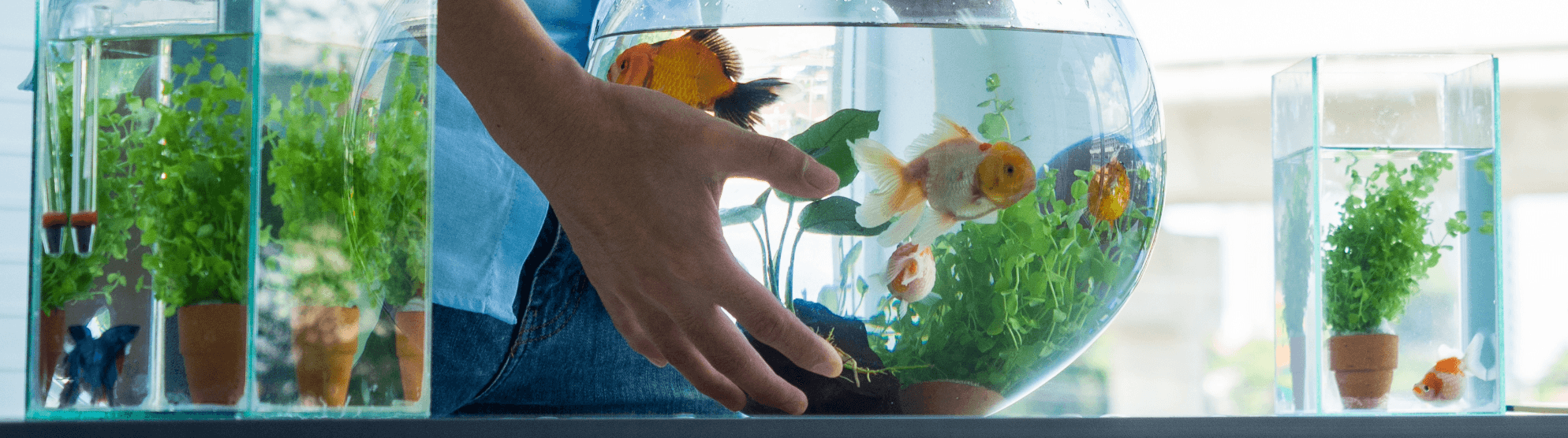 Person trägt Aquarium beim Umzug – sicherer Transport für Fische beim Umzug mit Aquarium