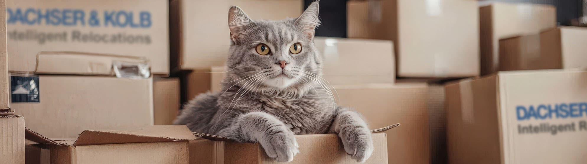 Gray cat sitting in a DACHSER & KOLB moving box – safe relocation with pets in Switzerland.
