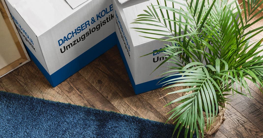 Moving boxes on wooden floor next to a green indoor plant in a bright apartment corner.