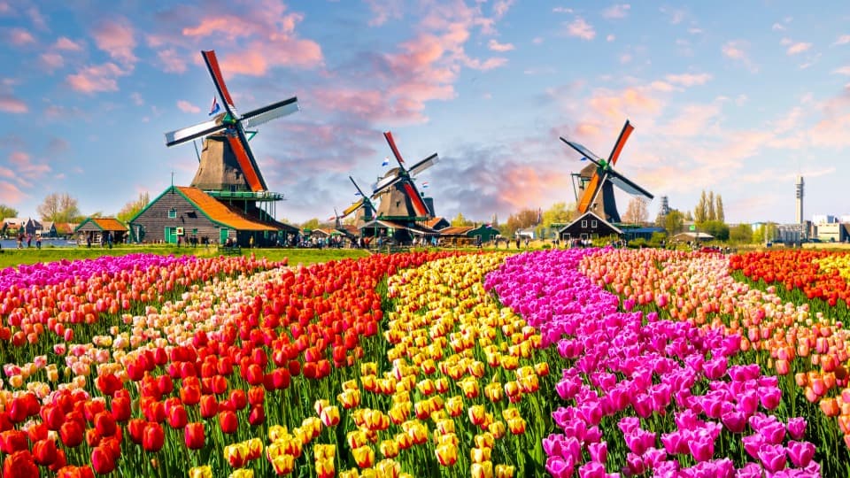 Tulpenfelder und Windmühlen in den Niederlanden unter farbigem Abendhimmel