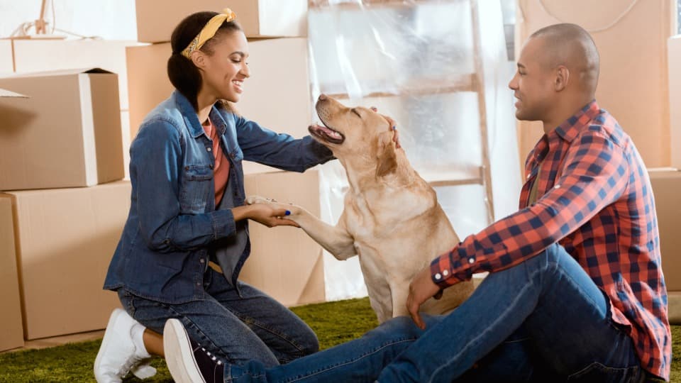 Paar mit Hund zwischen Umzugskartons in neuer Wohnung als Symbolbild für Tierumzug