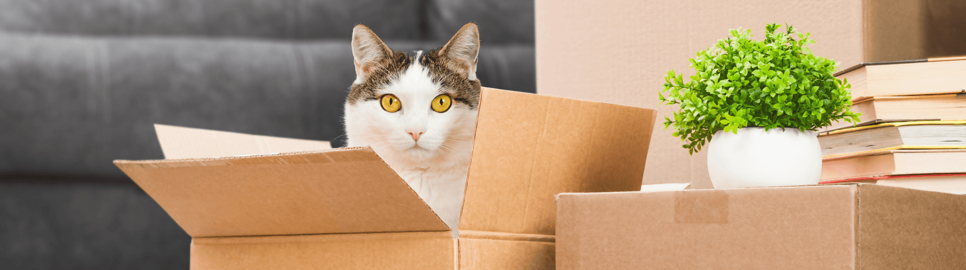 Cat sitting in a moving box – tips for a stress-free move with cats